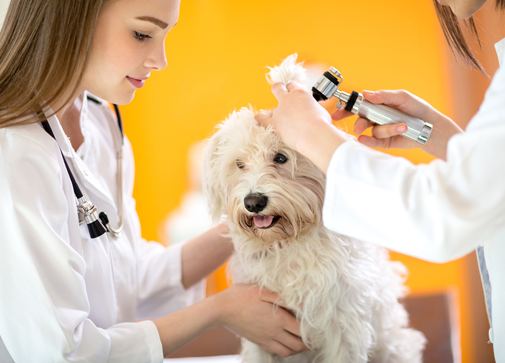 Pets and Pet Care